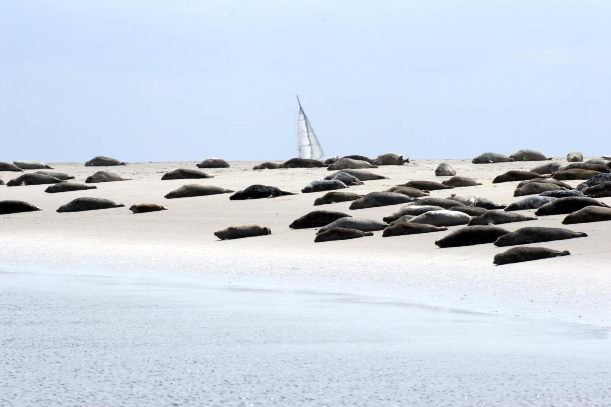Borkumunterkunft - Woh7 - Im Herzen Der Insel Buitenkant foto